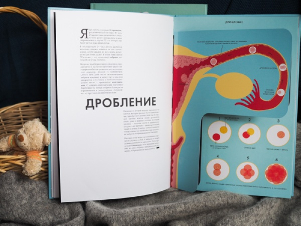Волшебство рождения: большая книга с клапанами и ажурными иллюстрациями